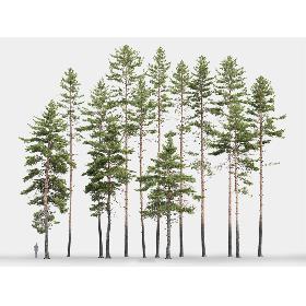 3D model Pinus Sylvestris Pack 01